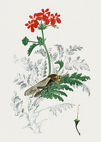 Pelargonium fulgidum L&#39;H&eacute;rit, with a Gryllida: cricket (1777&ndash;1786) painting in high resolution by <a href="https://www.rawpixel.com/search/Robert%20Jacob%20Gordon?sort=curated&amp;page=1">Robert Jacob Gordon</a>. Original from the Rijksmuseum. Digitally enhanced by rawpixel.