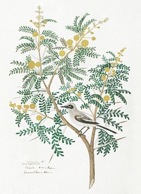 Acacia karroo Hayne or Vachellia karroo (Karoo thorn, with an unidentified birt wagtail) (1777–1786) painting in high resolution by Robert Jacob Gordon. Original from the Rijksmuseum. Digitally enhanced by rawpixel.