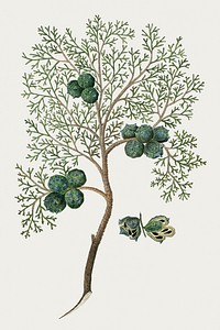 Widdringtonia nodiflora (L.) E. Powrie: Mountain cypress, or Cape cedar (1777–1786) painting in high resolution by Robert Jacob Gordon. Original from the Rijksmuseum. Digitally enhanced by rawpixel.