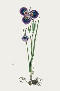 Moraea villosa Ker-Gawl.: cape tulip (1777–1786) painting in high resolution by Robert Jacob Gordon. Original from the Rijksmuseum. Digitally enhanced by rawpixel.