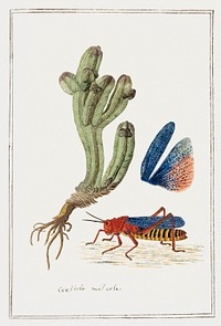 Crassula pyramidalis Thunb. (Pagoda mini jade) and a Dictyophorus spumans: Koppie foam grasshopper (1777–1786) painting in high resolution by Robert Jacob Gordon. Original from the Rijksmuseum. Digitally enhanced by rawpixel.