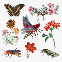 Insects and flowers vector vintage nature illustration, remixed from the artworks by Robert Jacob Gordon