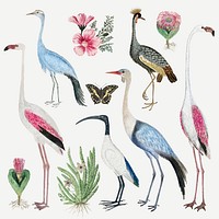 Bird vector collection antique watercolor animal illustration, remixed from the artworks by Robert Jacob Gordon