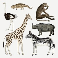 Animal vector antique watercolor drawing collection, remixed from the artworks by Robert Jacob Gordon