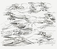 Lobsters (1876&ndash;1924) drawing in high resolution by Gerrit Willem Dijsselhof. Original from the Rijksmuseum. Digitally enhanced by rawpixel.