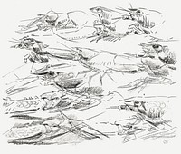 Lobsters (1876–1924) drawing in high resolution by Gerrit Willem Dijsselhof. Original from the Rijksmuseum. Digitally enhanced by rawpixel.