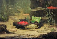 Gold- and Silverfish in an Aquarium (1890&ndash;1922) painting in high resolution by <a href="https://www.rawpixel.com/search/Gerrit%20Willem%20Dijsselhof?sort=curated&amp;page=1">Gerrit Willem Dijsselhof</a>. Original from the Rijksmuseum. Digitally enhanced by rawpixel.