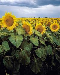 A Kansas sunflower field up close. Original image from <a href="https://www.rawpixel.com/search/carol%20m.%20highsmith?sort=curated&amp;page=1">Carol M. Highsmith</a>&rsquo;s America, Library of Congress collection. Digitally enhanced by rawpixel.