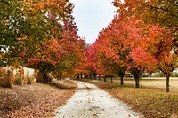 Autumn scene near Millen in northern Georgia. Original image from Carol M. Highsmith’s America, Library of Congress collection. Digitally enhanced by rawpixel.