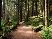 Scene along the trail to Marymere Falls, deep in Olympic National Park, southwest of Port Angeles on Washington State's Olympic Peninsula. Original image from Carol M. Highsmith’s America, Library of Congress collection. Digitally enhanced by rawpixel.