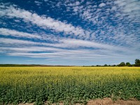 Vivid-yellow rapeseed field near Pasco, Washington. Original image from Carol M. Highsmith’s America, Library of Congress collection. Digitally enhanced by rawpixel.