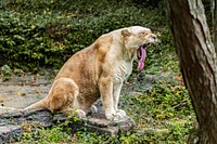 Lioness at a Zoo. Original image from Carol M. Highsmith’s America, Library of Congress collection. Digitally enhanced by rawpixel.