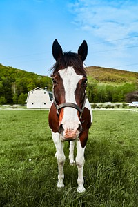 Paint horse at a farm. Original image from <a href="https://www.rawpixel.com/search/carol%20m.%20highsmith?sort=curated&amp;page=1">Carol M. Highsmith</a>&rsquo;s America, Library of Congress collection. Digitally enhanced by rawpixel.