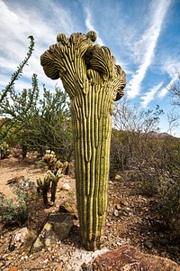 Cactus in the desert Arizona. Original image from Carol M. Highsmith’s America, Library of Congress collection. Digitally enhanced by rawpixel.