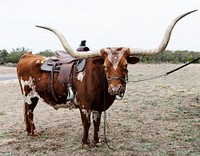 Longhorn steer with a western saddle. Original image from Carol M. Highsmith&rsquo;s America, Library of Congress collection. Digitally enhanced by rawpixel.
