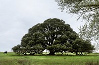 Iconic, low-hanging Texas tree near the town of Schulenberg in Fayette County. Original image from <a href="https://www.rawpixel.com/search/carol%20m.%20highsmith?sort=curated&amp;page=1">Carol M. Highsmith</a>&rsquo;s America, Library of Congress collection. Digitally enhanced by rawpixel.