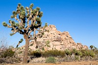 Joshua Tree National Park. Original image from Carol M. Highsmith&rsquo;s America, Library of Congress collection. Digitally enhanced by rawpixel.