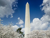 Washington Monument and cherry trees. Original image from Carol M. Highsmith’s America, Library of Congress collection. Digitally enhanced by rawpixel.