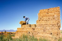 Farmer loading hay in Western Oregon. Original image from Carol M. Highsmith’s America, Library of Congress collection. Digitally enhanced by rawpixel.