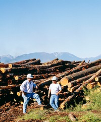 Loggers in Oregon. Original image from Carol M. Highsmith’s America, Library of Congress collection. Digitally enhanced by rawpixel.