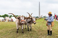 Two Texan longhorns at the annual Battle of San Jacinto Festival and Battle Reenactment, a living-history retelling and demonstration of the historic Battle of San Jacinto. Original image from <a href="https://www.rawpixel.com/search/carol%20m.%20highsmith?sort=curated&amp;page=1">Carol M. Highsmith</a>&rsquo;s America, Library of Congress collection. Digitally enhanced by rawpixel.