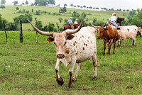 Texas longhorns on the move at the 1,800-acre Lonesome Pine Ranch, a working cattle ranch that is part of the Texas Ranch Life ranch resort near Chappell Hill in Austin County, Texas. Original image from <a href="https://www.rawpixel.com/search/carol%20m.%20highsmith?sort=curated&amp;page=1">Carol M. Highsmith</a>&rsquo;s America, Library of Congress collection. Digitally enhanced by rawpixel.