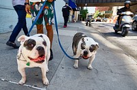 Two bulldogs in New York City. Original image from <a href="https://www.rawpixel.com/search/carol%20m.%20highsmith?sort=curated&amp;page=1">Carol M. Highsmith</a>&rsquo;s America, Library of Congress collection. Digitally enhanced by rawpixel.