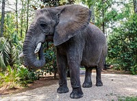 Bubbles the 9,000-pound African elephant at Myrtle Beach Safari program, South Carolina. Original image from <a href="https://www.rawpixel.com/search/carol%20m.%20highsmith?sort=curated&amp;page=1">Carol M. Highsmith</a>&rsquo;s America, Library of Congress collection. Digitally enhanced by rawpixel.