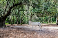 White horse at Brookgreen Gardens. Original image from Carol M. Highsmith&rsquo;s America, Library of Congress collection. Digitally enhanced by rawpixel.