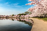 Path along the Potomac River Tidal Basin during Washington's spring Cherry Blossom Festival. Original image from Carol M. Highsmith’s America, Library of Congress collection. Digitally enhanced by rawpixel.