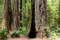 The Redwood National and State Parks in northern California. Original image from Carol M. Highsmith’s America, Library of Congress collection. Digitally enhanced by rawpixel.