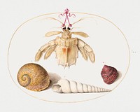Dead Hermit Crab with Tower Snail Shells (1575&ndash;1580) painting in high resolution by Joris Hoefnagel. Original from The National Gallery of Art. Digitally enhanced by rawpixel.