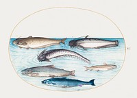 Catfish, Salmon and Other Fish (1575&ndash;1580) painting in high resolution by Joris Hoefnagel. Original from The National Gallery of Art. Digitally enhanced by rawpixel.