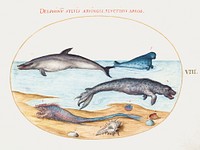 Dolphin, Seals, Brethmechin and Shell (1575&ndash;1580) painting in high resolution by Joris Hoefnagel. Original from The National Gallery of Art. Digitally enhanced by rawpixel.