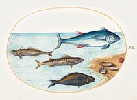 Four Fish and Shells (1575&ndash;1580) painting in high resolution by Joris Hoefnagel. Original from The National Gallery of Art. Digitally enhanced by rawpixel.