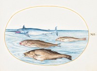 Swordfish and Three Other Fish (1575&ndash;1580) painting in high resolution by Joris Hoefnagel. Original from The National Gallery of Art. Digitally enhanced by rawpixel.