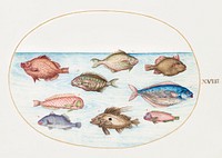 Boarfish, Razorfish, Butterfish, a John Dory and Other Fish (1575&ndash;1580) painting in high resolution by Joris Hoefnagel. Original from The National Gallery of Art. Digitally enhanced by rawpixel.
