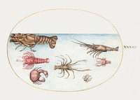 Lobster, Squilla Mantis, and Other Crustaceans (1575&ndash;1580) painting in high resolution by Joris Hoefnagel. Original from The National Gallery of Art. Digitally enhanced by rawpixel.