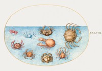 Nine Crabs (1575–1580) painting in high resolution by Joris Hoefnagel. Original from The National Gallery of Art. Digitally enhanced by rawpixel.