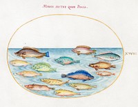 Sea Bream and Other Fish (1575&ndash;1580) painting in high resolution by Joris Hoefnagel. Original from The National Gallery of Art. Digitally enhanced by rawpixel.