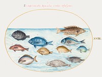 Bream and Other Fish (1575&ndash;1580) painting in high resolution by Joris Hoefnagel. Original from The National Gallery of Art. Digitally enhanced by rawpixel.
