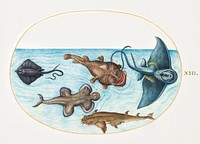 Two Stingrays, Anglerfish, Monkfish and Angel Shark (1575&ndash;1580) painting in high resolution by Joris Hoefnagel. Original from The National Gallery of Art. Digitally enhanced by rawpixel.