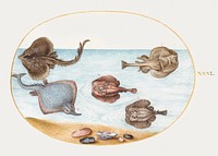 Marbled Electric Ray with Other Skates or Rays, Shells, and a Mollusk in Its Shell (1575&ndash;1580) painting in high resolution by Joris Hoefnagel. Original from The National Gallery of Art. Digitally enhanced by rawpixel.