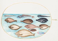Sole and Other Flatfish with Bandfish (1575&ndash;1580) painting in high resolution by Joris Hoefnagel. Original from The National Gallery of Art. Digitally enhanced by rawpixel.
