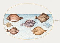 Seven Flatfish (1575&ndash;1580) painting in high resolution by Joris Hoefnagel. Original from The National Gallery of Art. Digitally enhanced by rawpixel.