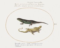 Two Lizards (1575&ndash;1580) painting in high resolution by Joris Hoefnagel. Original from The National Gallery of Art. Digitally enhanced by rawpixel.