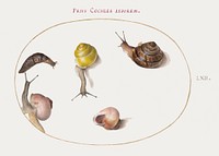 Slug with Snails (1575&ndash;1580) painting in high resolution by Joris Hoefnagel. Original from The National Gallery of Art. Digitally enhanced by rawpixel.