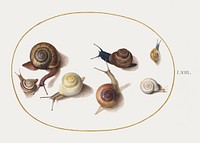 Seven Snails (1575&ndash;1580) painting in high resolution by Joris Hoefnagel. Original from The National Gallery of Art. Digitally enhanced by rawpixel.