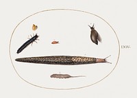 Leopard Slug, Ground Beetle Larva, Rat-tailed Maggot, and Other Creatures (1575&ndash;1580) painting in high resolution by Joris Hoefnagel. Original from The National Gallery of Art. Digitally enhanced by rawpixel.