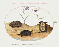 Three Turtles and Two Fritillaria (1575&ndash;1580) painting in high resolution by Joris Hoefnagel. Original from The National Gallery of Art. Digitally enhanced by rawpixel.